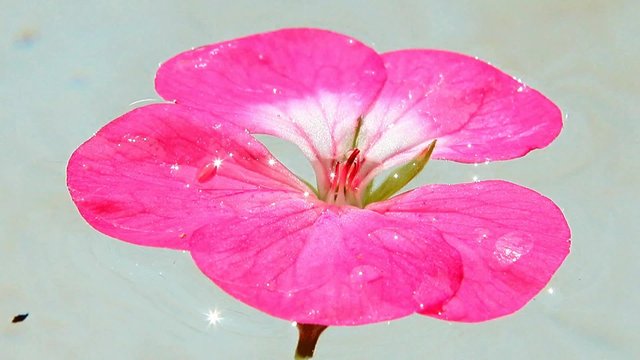 geranium flower - Zonal geraniums (upright) - floats on water