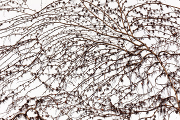 wilder Wein an einer Hauswand