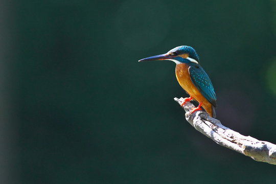 綺麗な鳥 Photos Royalty Free Images Graphics Vectors Videos Adobe Stock
