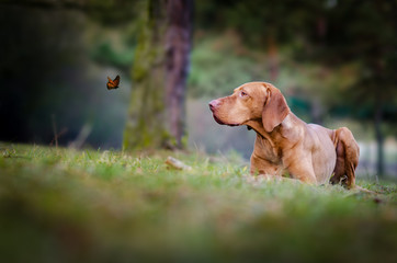 Dog with butterfly in the forrest