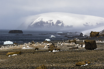 Brown Bluff, Antarctica © barbarico
