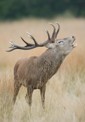 Red deer male rutting, in yellow grass, trees in the background, Richmond Park London, Europe