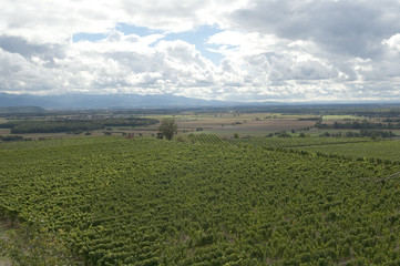 Weinterrassen Blankenhornsberg, kaiserstuhl