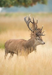 Red deer male rutting, with fern in antlers,  yellow grass with clean background, Richmond Park London, Europe