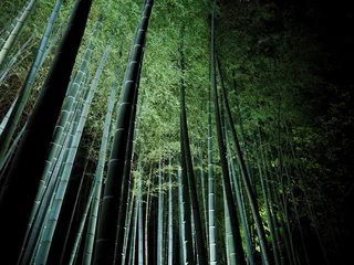 Plexiglas keuken achterwand Bamboe Bamboo forest at night