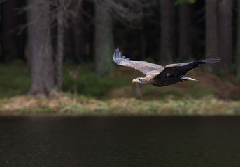 White tailed eagle flying over dark water, Czech Republic