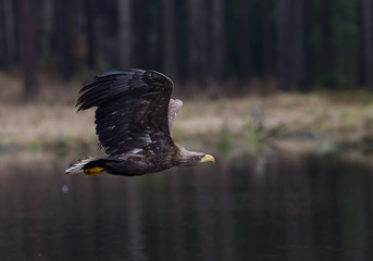 White tailed eagle flying over dark water, Czech Republic