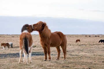 Young icelandic horses playing on the winter meadow