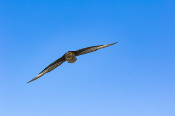 Brown Skuar