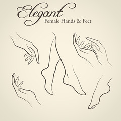 Elegant silhouettes of female hands and feet - obrazy, fototapety, plakaty