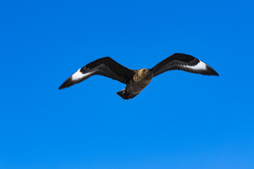 Brown Skuar
