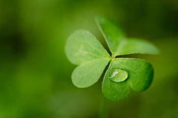 Green shamrock with a drop of water
