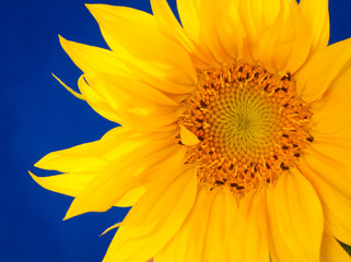 Yellow sunflower petals with blue background