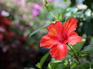 ハイビスカス　赤い花