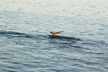 Humpback Whale