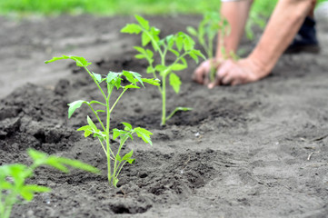 freshly planted tomato seedlings in the vegetable garden, selective focus on foreground