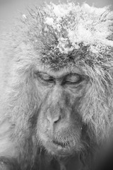 Fototapeta premium Jigokudani snow monkey bathing onsen hotspring famous sightseein