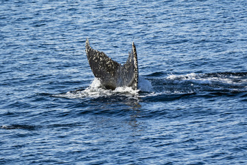 Fototapeta premium Humpback Whale