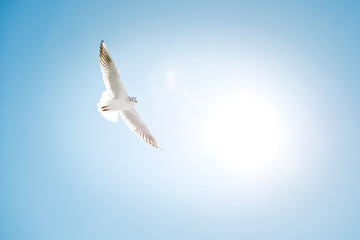 White seagull on a blue sky