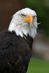 Obraz premium Weißkopfseeadler im Porträt