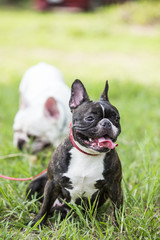 Puppy french bulldog on green field backyard.