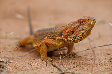 Bartagame Pogona Echse auf Sandboden