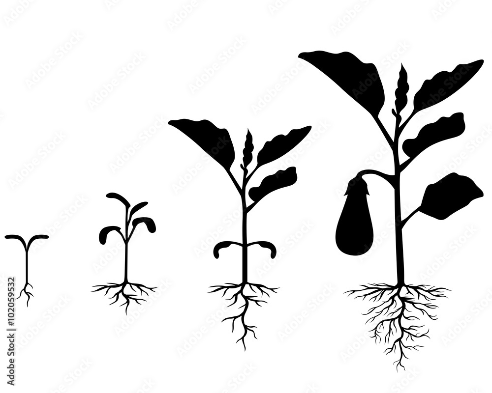 Poster Set of silhouettes of eggplant plants