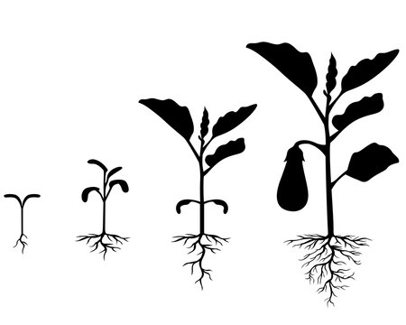 Set of silhouettes of eggplant plants