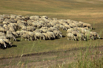 Mouton, race mérinos d'Arles