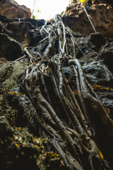 The root in the cave.