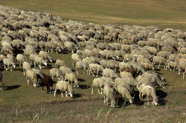 Mouton, race mérinos d'Arles