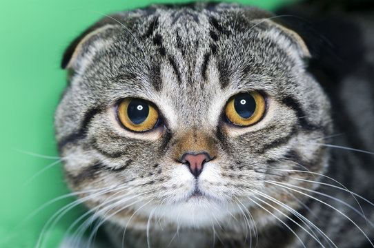 Portrait  cat of breed the Scottish lop-eared close up
