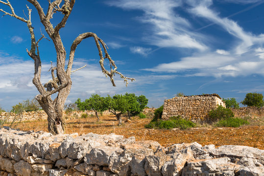 Mediterranean Impression - Landscape of the southeast of Mallorca - 8653