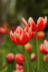 Fototapeta premium tulip flower