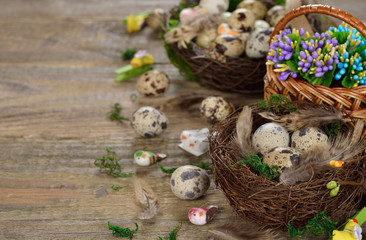 Quail eggs in a nest
