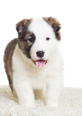 funny puppy standing on a fluffy carpet