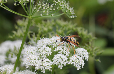 Giersch mit Feldwespe