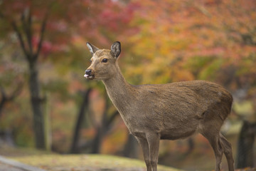 Naklejka na ściany i meble Nara deer roam free in Nara Park, Japan