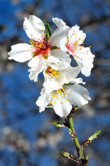 Fototapeta na wymiar Almond blossom