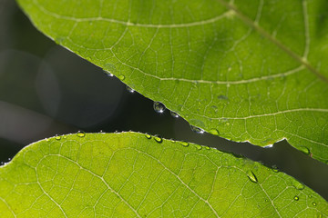 Beautiful green leaf with   water drops
