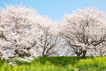 日本の春の風景