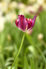 Obraz premium Purple tulips in the park