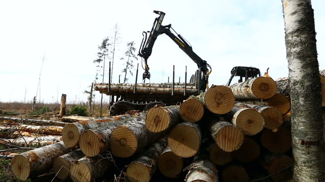 View on timber loader working in forest
