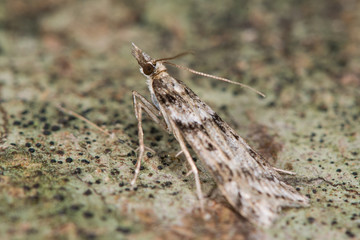 Eudonia angustea micro moth. A small moth in the family Crambidae, seen in profile at rest
