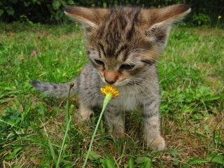 Tabby kitten sniffing flower
