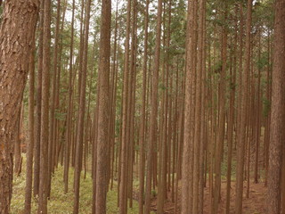 Fototapeta premium Forest of conifers