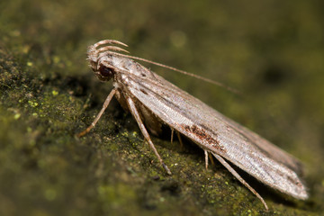Hypatima rhomboidella micro moth. A micro moth in the family Gelechiidae, at rest showing extremely long palps
