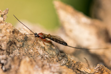 Perithous Ichneumon wasp with long ovipositor. A red, white and black parasitic wasp in the family Ichneumonidae, with long ovipositor
