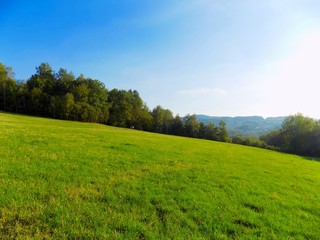 Meadow and forest