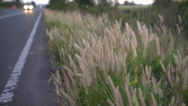 Grass flowers blown by the wind on roadside at twilight